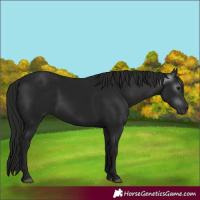 Horse Color:Gray Black 