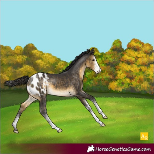 Horse Color:Buckskin Sabino Blanket 
