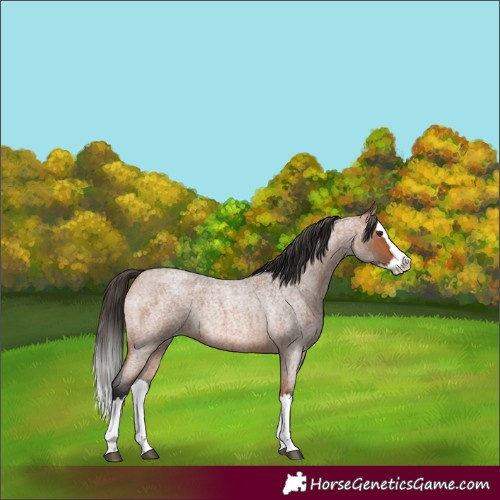 Horse Color:Bay Roan Splash 