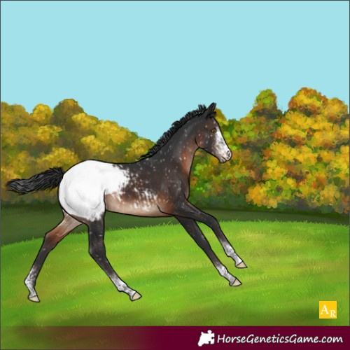 Horse Color:Brown Sabino Tobiano Snowcap 