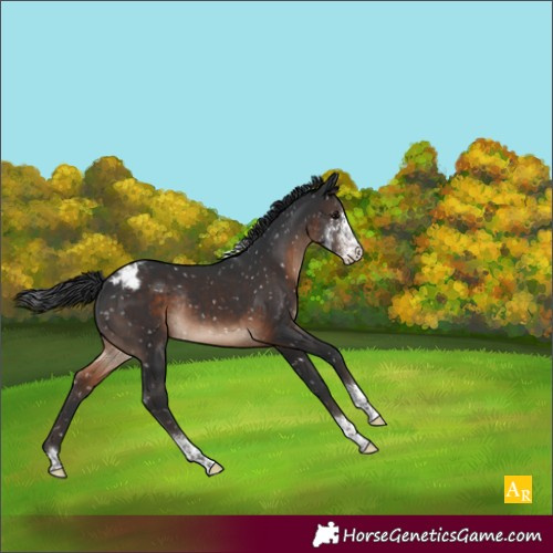 Horse Color:Brown Sabino Tobiano Snowflake VarnishRabicano 