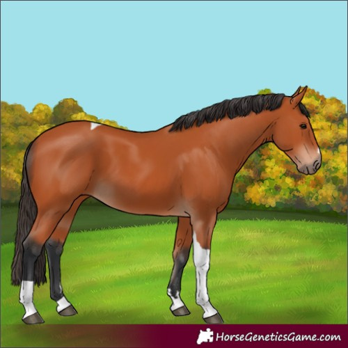 Horse Color:Bay Tobiano 
