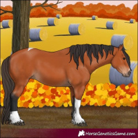 Horse Color:Bay Tobiano
