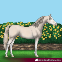 Horse Color:Smoky Creme Splash and Smoky Creme Splash