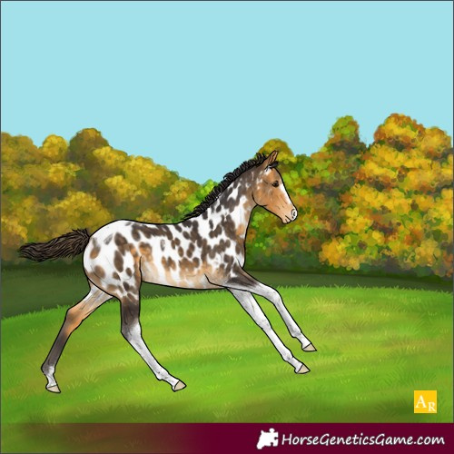 Horse Color:Buckskin Tobiano Appaloosa 