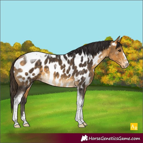 Horse Color:Buckskin Tobiano Near Leopard 