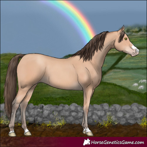 Horse Color:Amber Champagne 