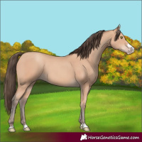 Horse Color:Amber Champagne 