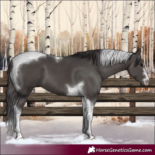 Horse Color:Smoky Black Tobiano 