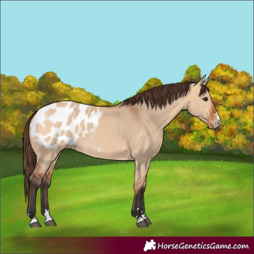 Horse Color:Bay Dun Blanket 