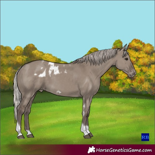 Horse Color:Silver Grullo Tobiano Skewed Appaloosa