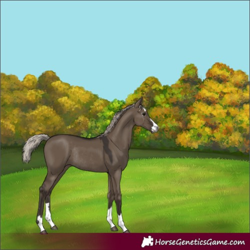 Horse Color:Gray Silver Grullo Rabicano 