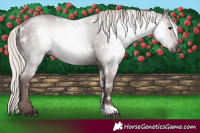 Horse Color:Gray White Spotted Chocolate Silver Black Rabicano 