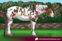 Horse Color:Liver Chestnut Tobiano Near Leopard Rabicano 
