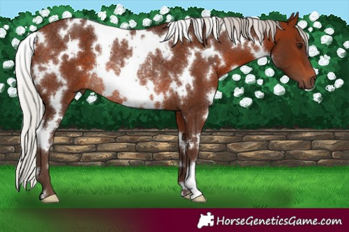 Horse Color:White Spotted Silver Brown Rabicano 