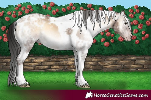 Horse Color:Gray White Spotted Classic Champagne Ice Onyx Tobiano 