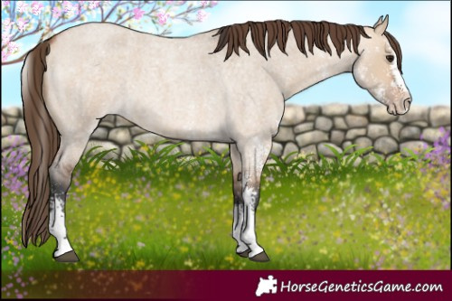 Horse Color:Bay Roan Dun Sabino Skewed Appaloosa 