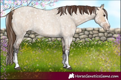 Horse Color:Bay Roan Dun Sabino Skewed LP Spotted 