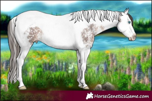 Horse Color:Liver Chestnut Sabino Splash Tobiano Appaloosa 