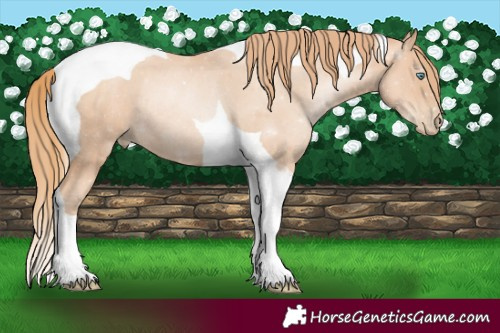 Horse Color:Gold Champagne Pearl Tobiano Rabicano 