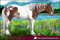 Horse Color:Silver Brown Tobiano 