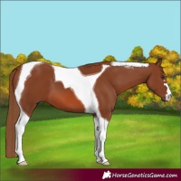 Horse Color:Chestnut Tobiano