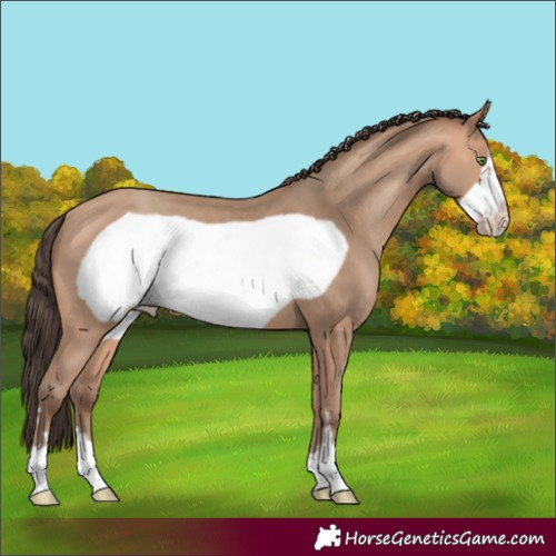 Horse Color:Amber Champagne Frame 