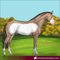 Horse Color:Amber Champagne Frame