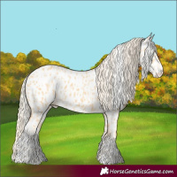 Horse Color:Palomino Appaloosa and Palomino Appaloosa