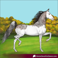 Horse Color:Brown Roan Splash 