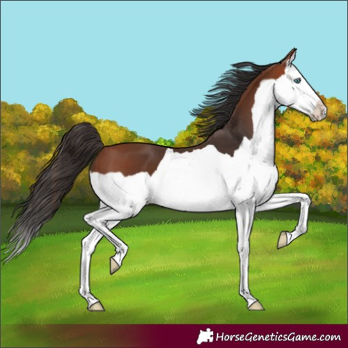 Horse Color:Bay Splash 