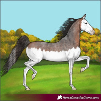 Horse Color:Bay Roan Splash