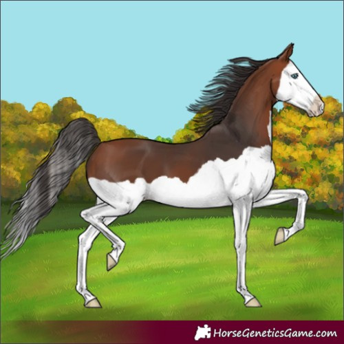 Horse Color:Bay Splash 