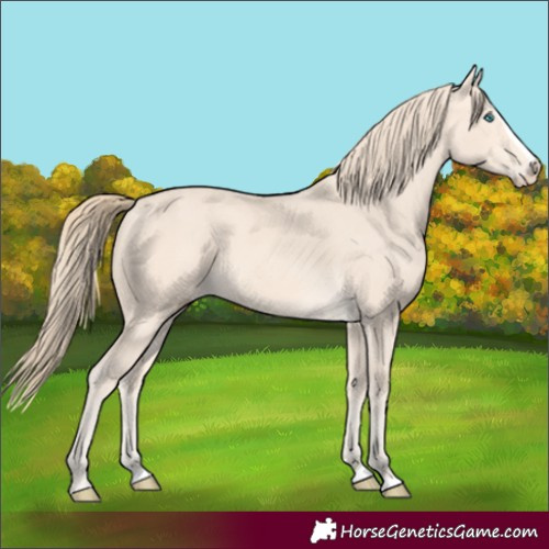 Horse Color:Perlino Splash Frame 