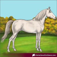 Horse Color:Perlino Splash Frame 