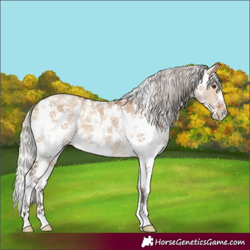 Horse Color:Silver Bay Dun Sabino Rabicano 