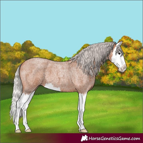 Horse Color:Silver Bay Roan Splash 