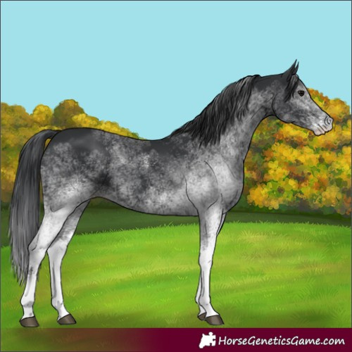 Horse Color:White Spotted Black 
