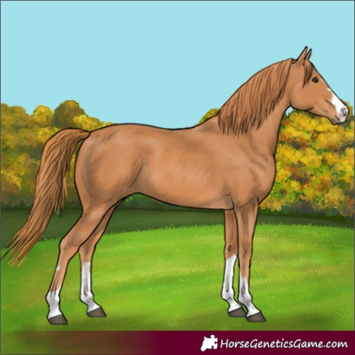 Horse Color:Chestnut 