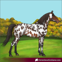 Horse Color:Brown Appaloosa