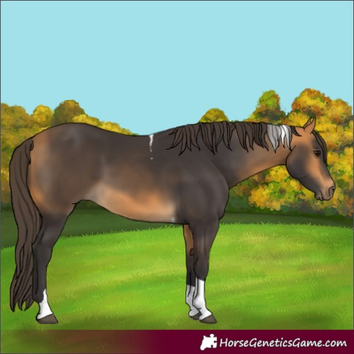 Horse Color:Buckskin Tobiano 