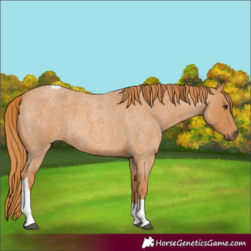 Horse Color:Red Roan Tobiano