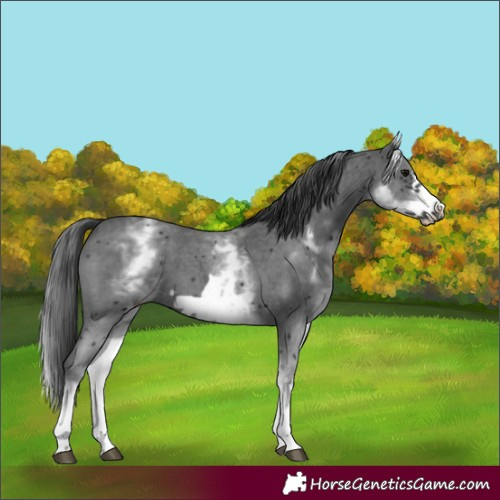 Horse Color:White Spotted Black Sabino Frame