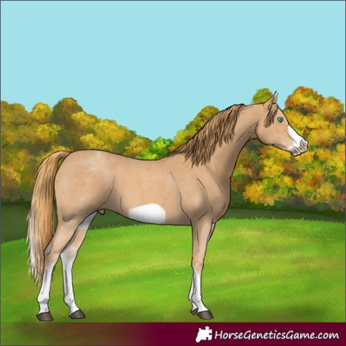 Horse Color:White Spotted Chestnut Sabino Frame