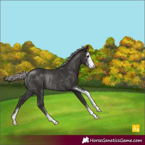 Horse Color:Gray Silver Smoky Black Sabino Rabicano 