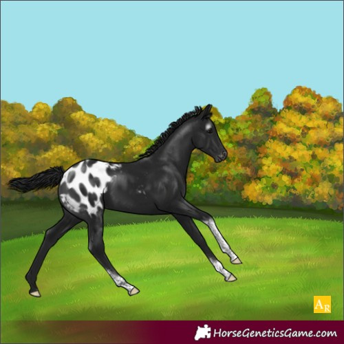 Horse Color:Gray Black Tobiano Appaloosa Rabicano