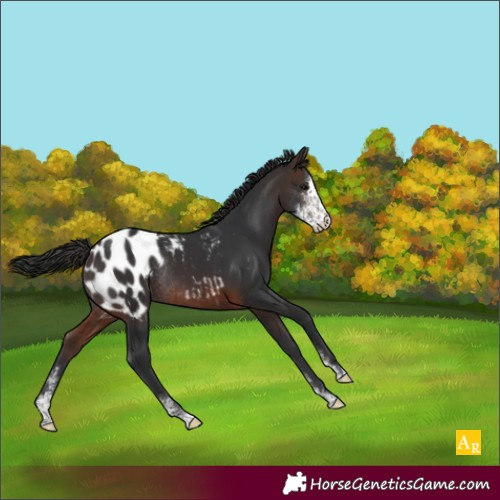 Horse Color:Brown Sabino Blanket Rabicano 