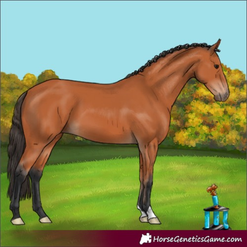 Horse Color:Bay 