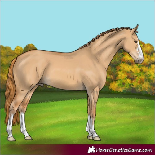 Horse Color:Red Dun 