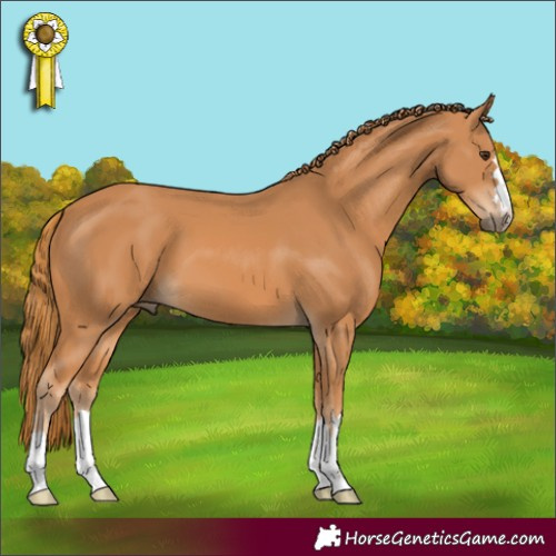 Horse Color:Chestnut 